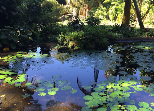 Expats Guide to Nadi – Things to Do